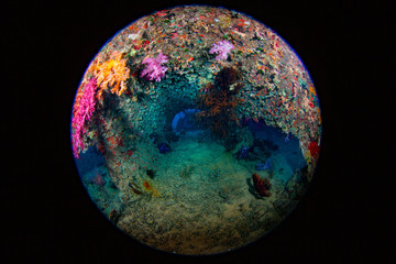coral reef with fish