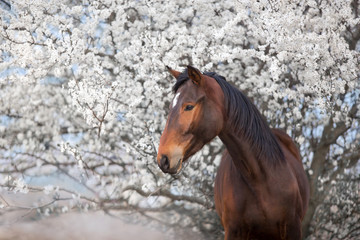 Bay stallion portrait on spring blossom tree