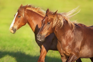 Fototapeta premium Red horses free run in spring green field