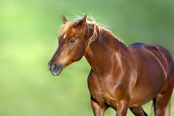 Red horse portrait on green background