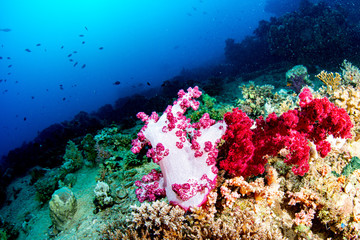 coral reef with fish