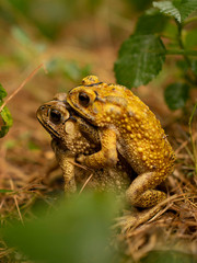 Mating toad After the rain stopped to expand the tribe