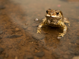 Common Asian Toad or Duttaphrynus melanostictus or asian toad brown or Bufo Bufo. Closeup animal. Toad on the garden path after the rain