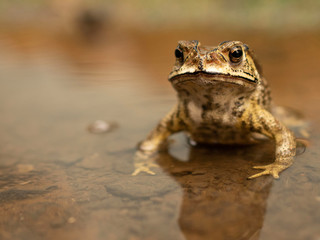 Common Asian Toad or Duttaphrynus melanostictus or asian toad brown or Bufo Bufo. Closeup animal. Toad on the garden path after the rain