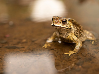 Common Asian Toad or Duttaphrynus melanostictus or asian toad brown or Bufo Bufo. Closeup animal. Toad on the garden path after the rain