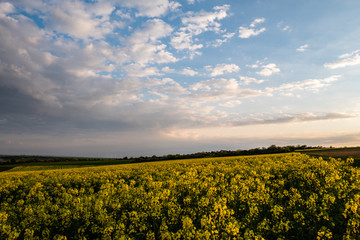 Obraz premium field of rape