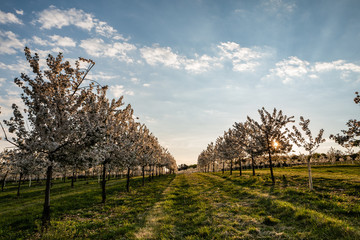 cherry tree in spring