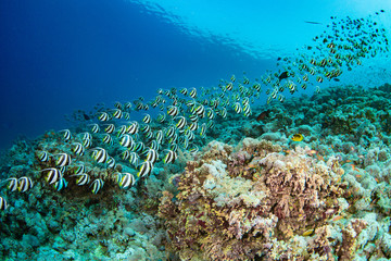 coral reef