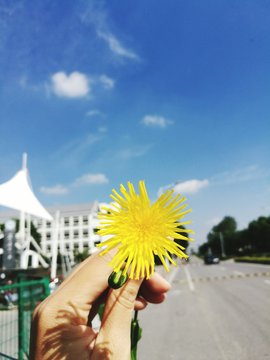 Cropped Image Of Hand Holding Yellow Dandelion Against Blue Sky