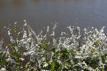 Obraz na płótnie Canvas 하얀 꽃이 보이는 아름다운 봄풍경