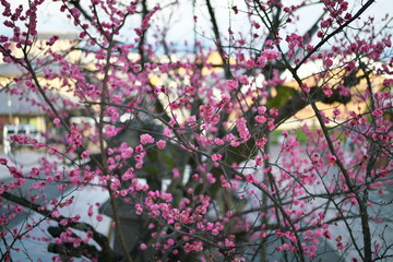 Kyoto,Japan-February 27, 2020: View of Matsubara Street through plum blossoms in full bloom from Kiyomizudera Temple Nioh Mon gate

