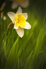 Daffodils in the Spring