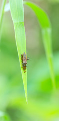 mama bug on leaf