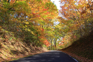 秋の紅葉　森林の遊歩道