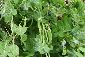 Snow peas (Mange tout) / Fabaceae grass