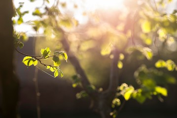 spring blooming tree with green leaves on sunlight.