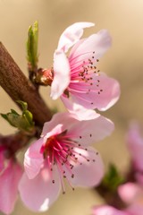 spring flower isolated. spring blossom  