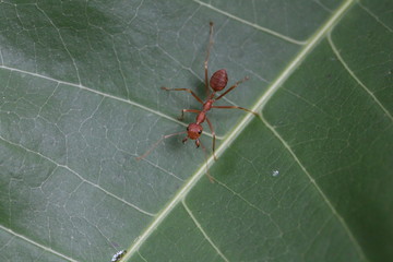 Weberameise bereit zur Abwehr