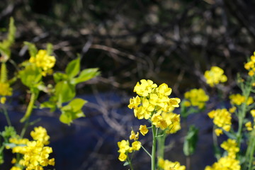 노란 유채꽃이 보이는 아름다운 봄풍경