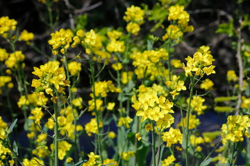 노란 유채꽃이 보이는 아름다운 봄풍경