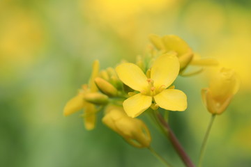 Obraz na płótnie Canvas 노란 유채꽃이 보이는 아름다운 봄풍경