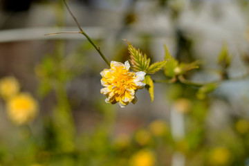 yellow flowers on a green background