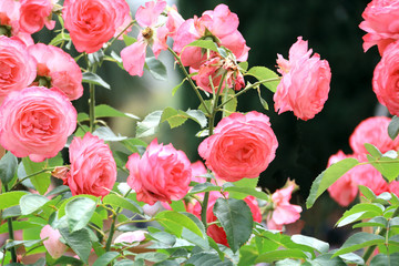 Roses in the garden