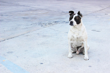 Guard dog with a torn ear a pooch a cross of a boxer with uncropped ears and tail sits in place on the street and looks forward