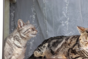 前の猫に迷惑かけないようにくしゃみを我慢している猫