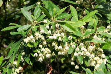 White flowers blooming and green leaves of Fairy Petticoats tree or Elaeocarpus grandiflorus, Thailand.