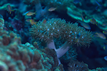 coral reef underwater / lagoon with corals, underwater landscape, snorkeling trip