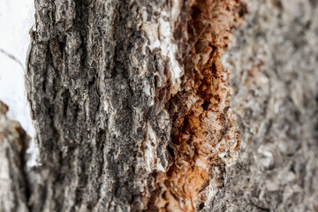 Natural beautiful bark of birch useful for background