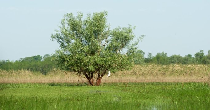 The whiskered tern (Chlidonias hybrida) on the flooded floodplain in Lonjsko polje, Croatia 
