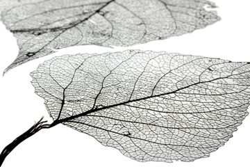 Fototapeta na wymiar Macro shot of leaf vein skeleton. Abstract texture background.