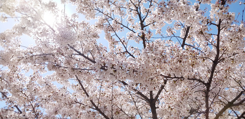Obraz premium The tree of cherry blossom in spring