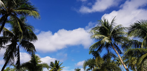 Fototapeta na wymiar The palm trees and blue sky