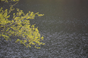 호수가 보이는 아름다운 봄풍경