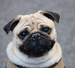 Obraz premium Ollie loves his picture taken.