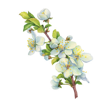 Сlose-up of the cherry branch with flowers (known as Prunus, rock cherry). Watercolor hand drawn painting illustration isolated on white background.