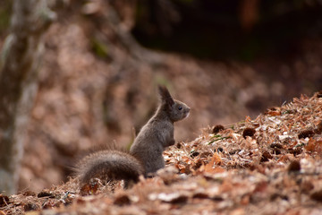 前を見つめる早春のエゾリス