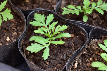 マリーゴールドの苗