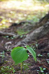 木の根元に咲くエンレイソウ