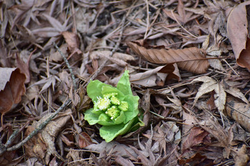 咲き始めたフキノトウ