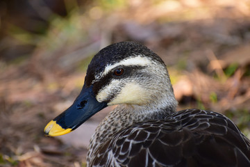 カルガモのアップ