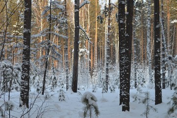Fototapeta premium winter forest in the snow