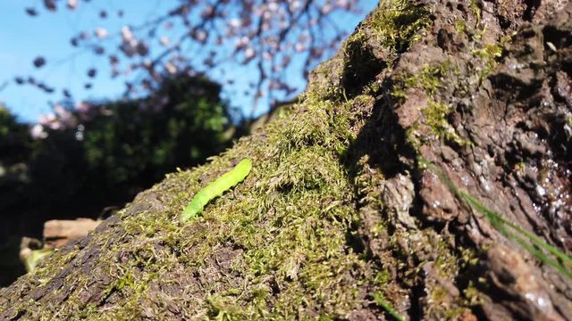 Shot of a caterpillar crawling down a moss covered tree trunk in spring