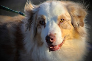 portrait of a dog