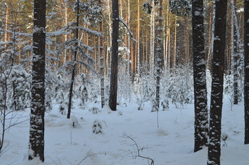 Fototapeta premium winter forest in the winter