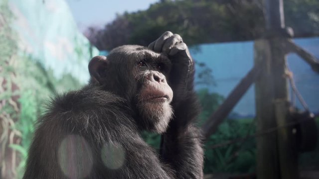 Closeup View Of A Chimpanzee In Captive Scratching Its Head In Slow Motion In Izu, Japan On A Hot Sunny Day - Tele Shot