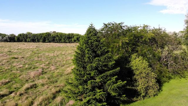 Beautiful wild landscape on sunny day. Aerial circle pan focusing a conifer